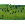 Tiki Tube Watermelon Chartreuse