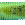 Tiki Bamboo Stick  Green Pumpkin Chartreuse